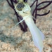 jawfish_yellowhead_bcf_nwp_v_0088_tci2013.jpg